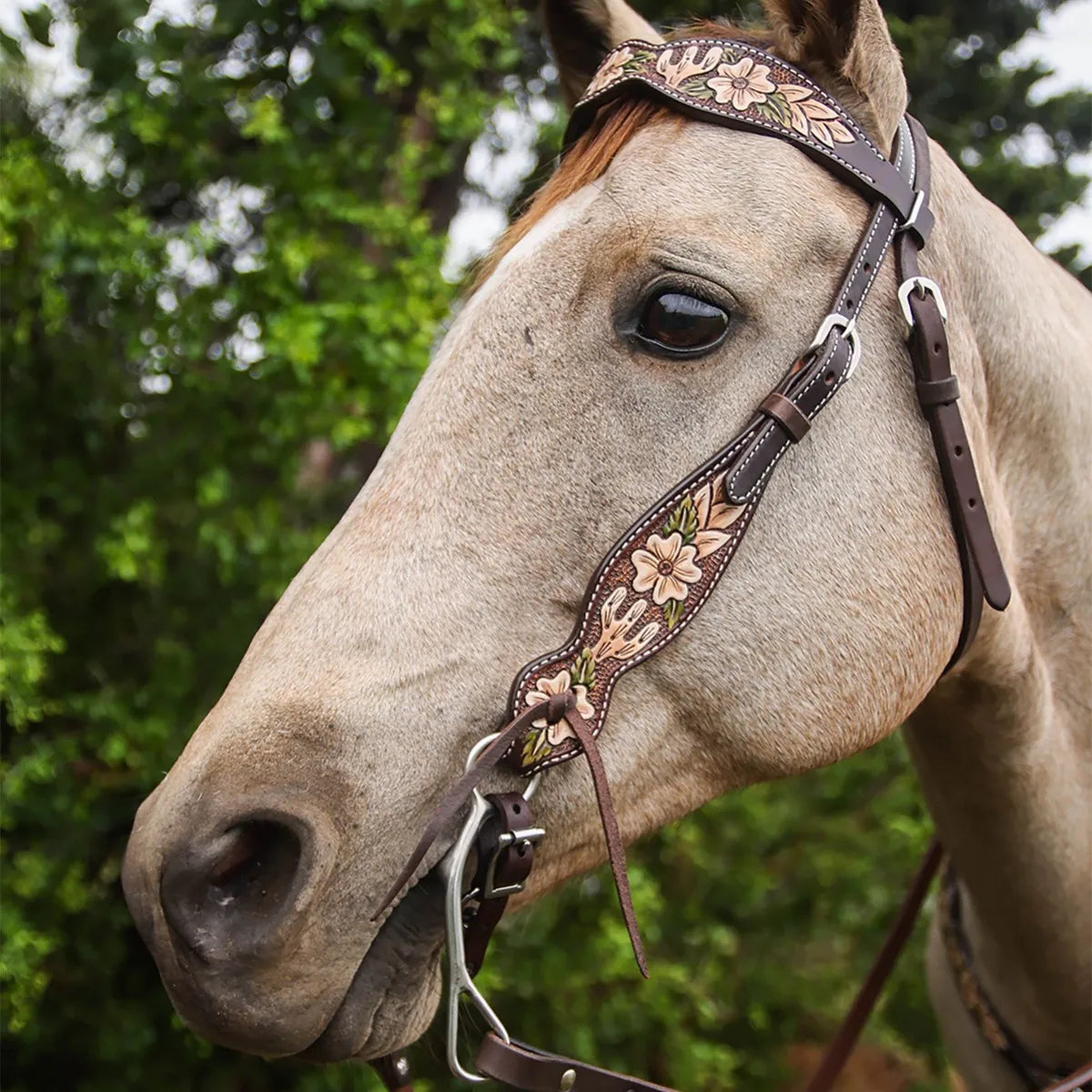 Circle Y Dogwood Desert Browband Headstall - Coffman Tack