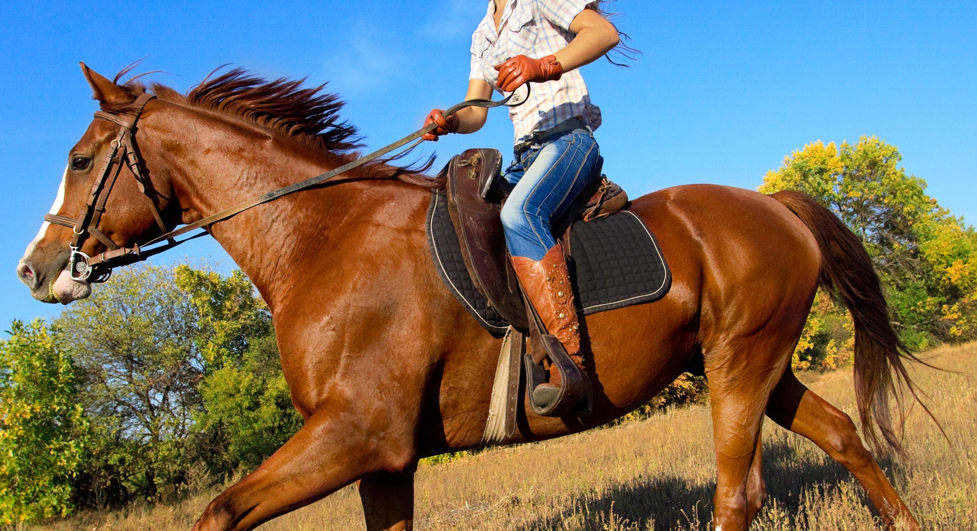 Guide to the Different Types of Horse Reins – Coffman Tack