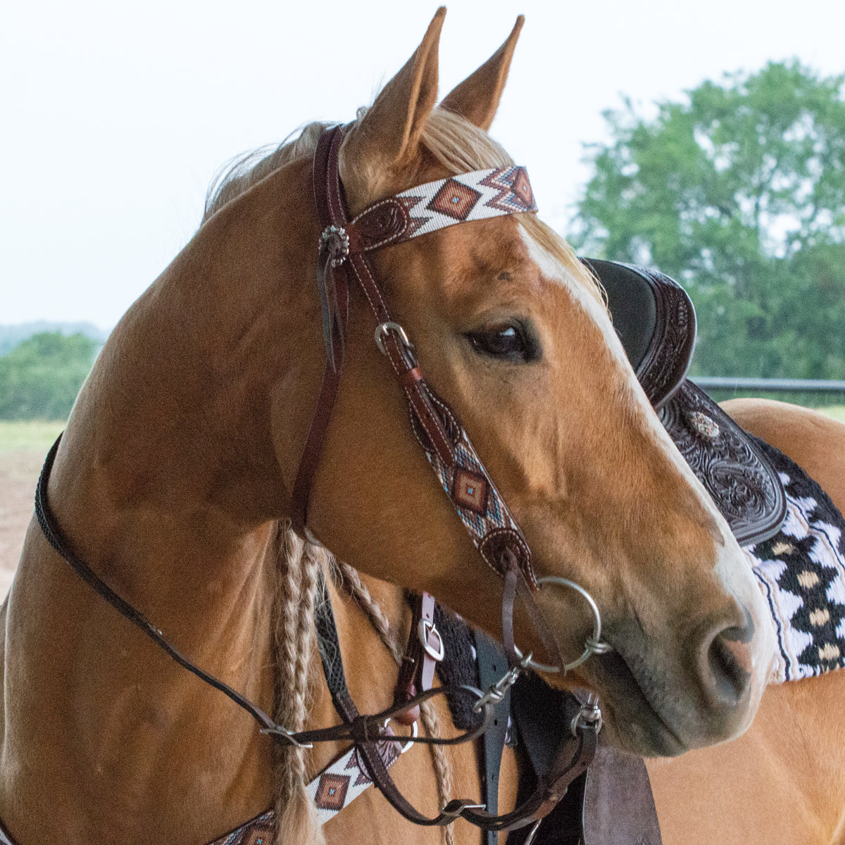 Circle Y Flat Infinity Beaded Headstall